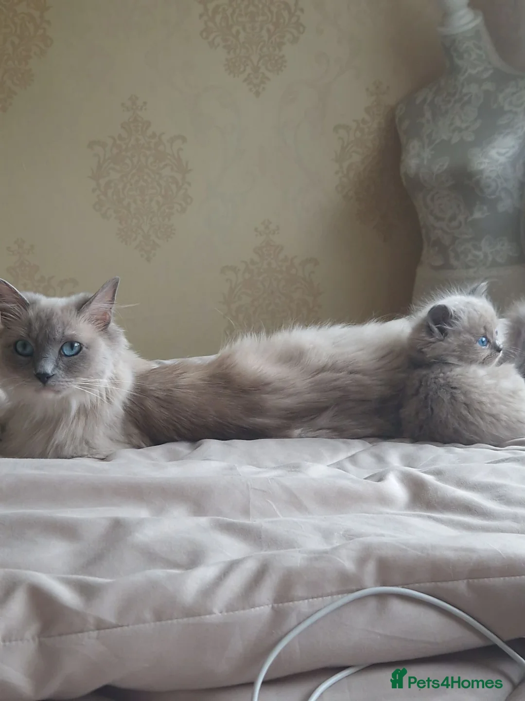 RagaMuffin cats for sale: Ragamuffin cross  - Advert 1