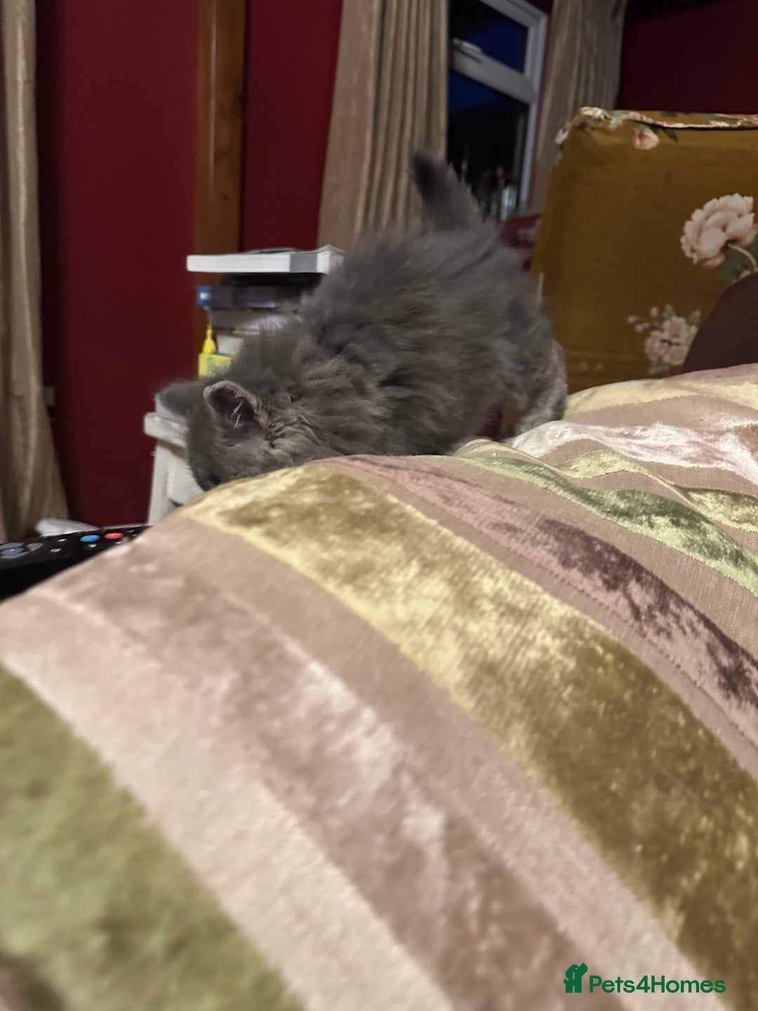 Mixed Breed cats for sale: Stunning fluffy grey boy - Advert 9