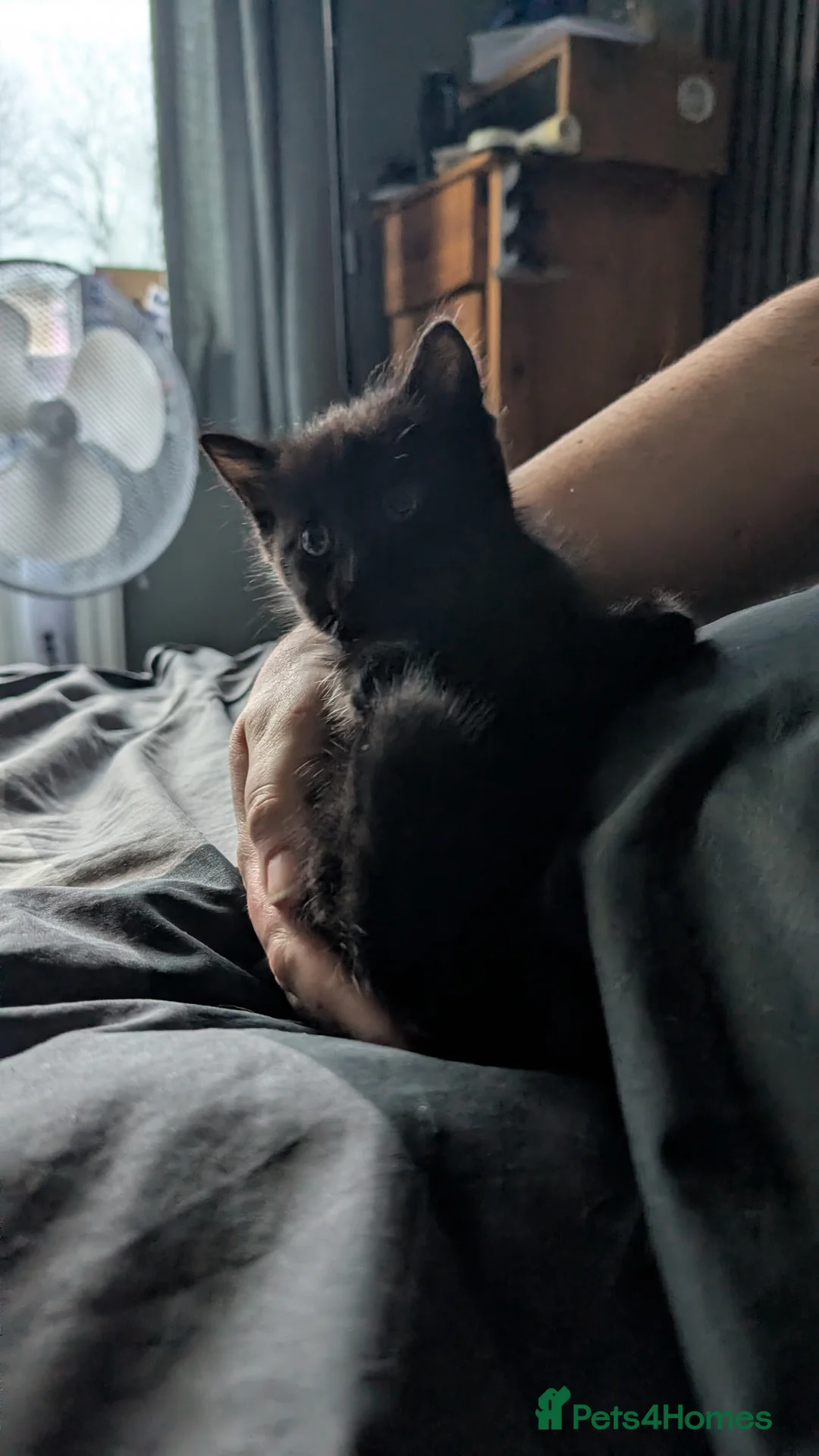 Mixed Breed cats for sale: Kitten  - Advert 1