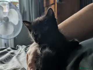 Mixed Breed cats Kitten - Advert 1