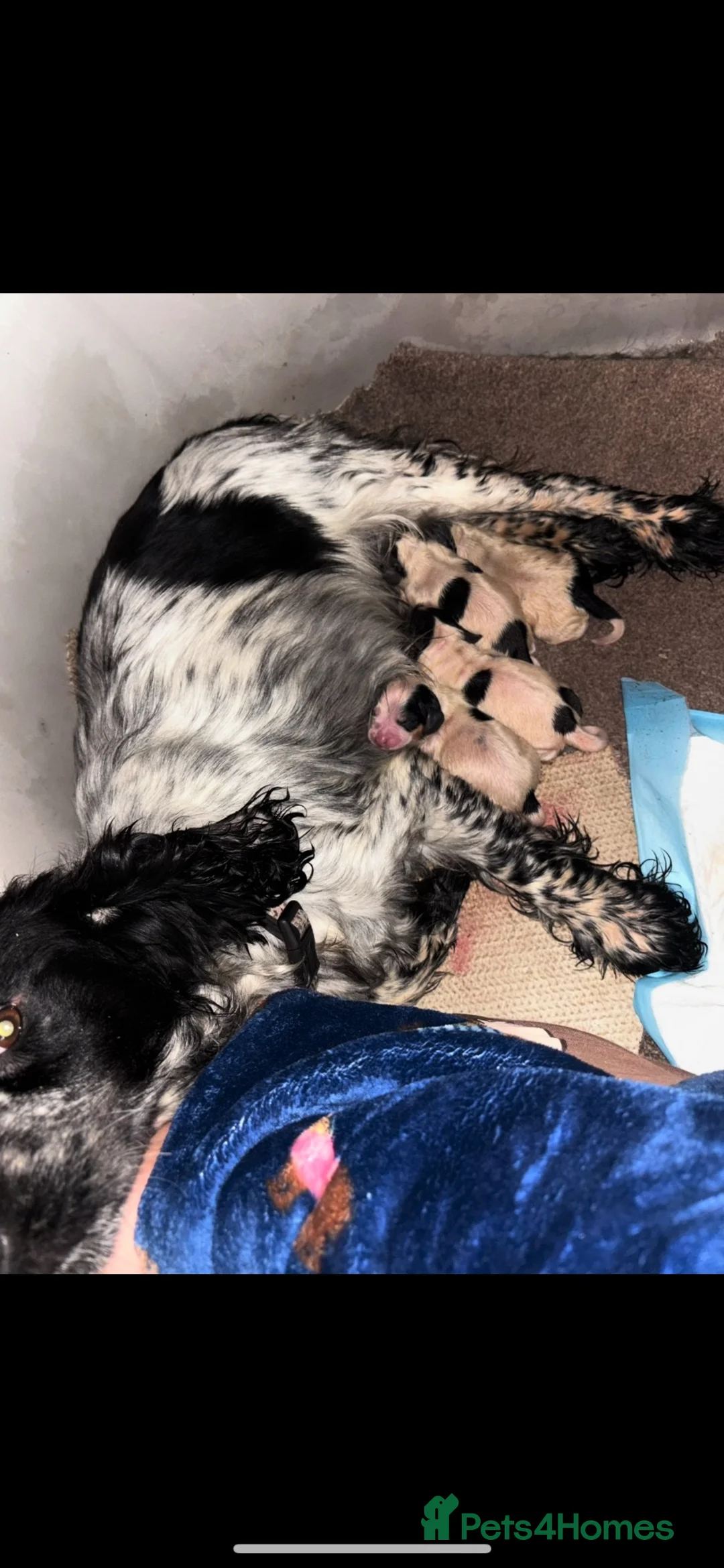 Cocker Spaniel dogs for sale: cocker spaniels  - Advert 7