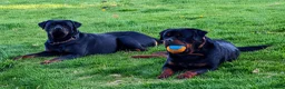 Rottweiler dogs for sale: Rottweiler puppy's *KC reg* German rottweilers  - Advert 10