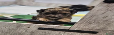 Roscoe