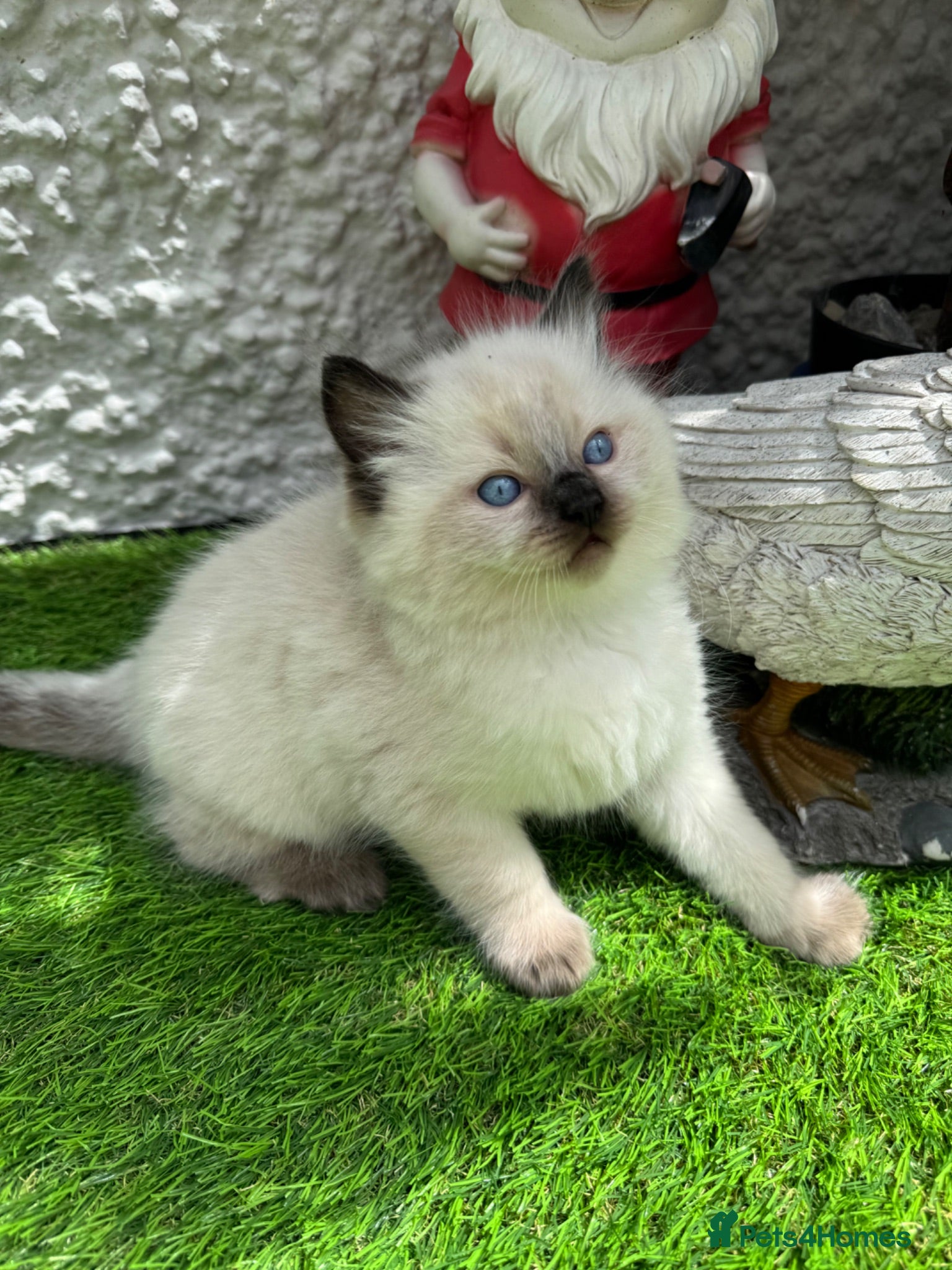 Ragdoll cats 🏆gccf(GRCH mum)male ragdoll kitten  🥇🐾 - Advert 1