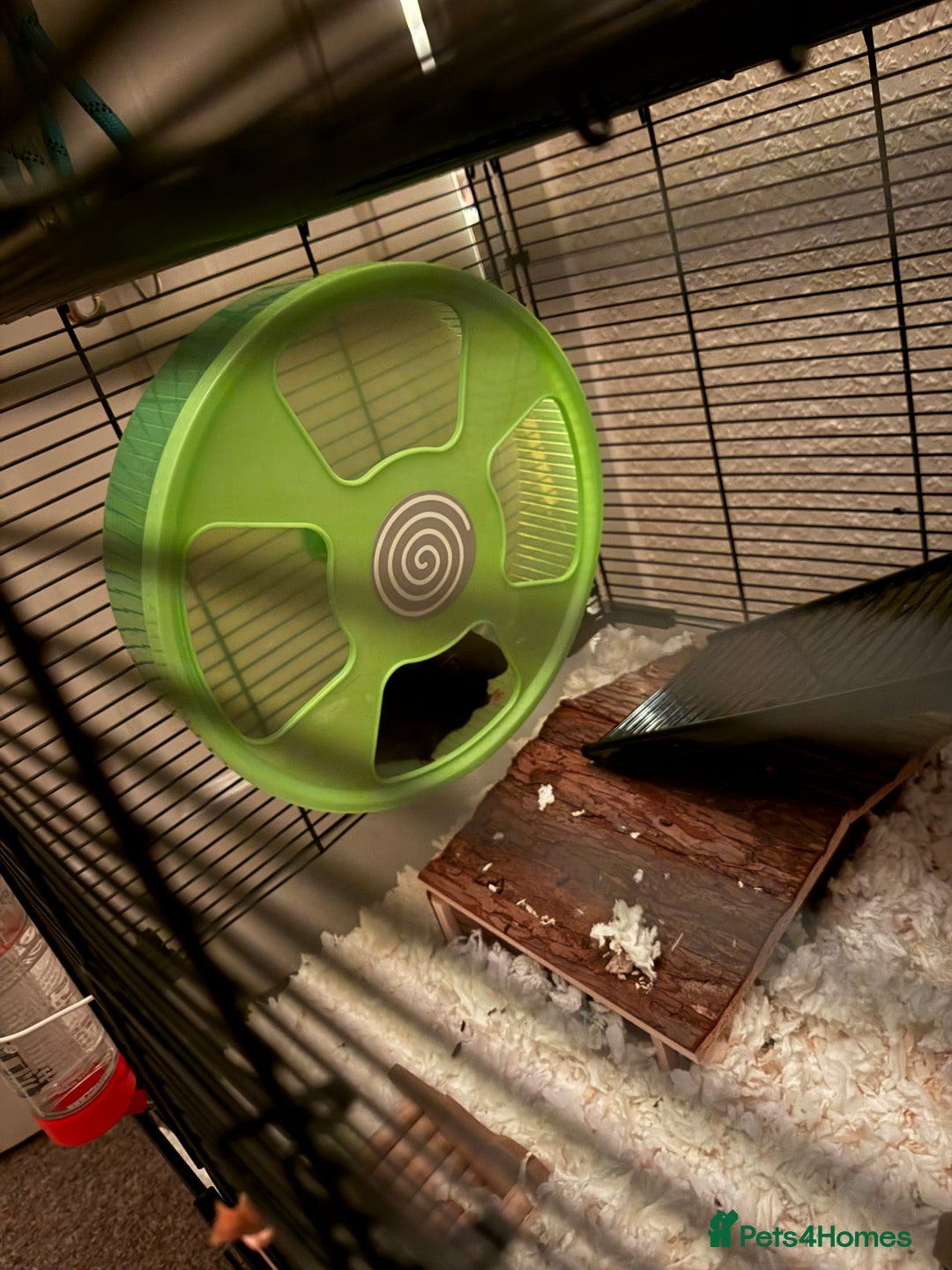 Hamster rodents for sale: 1 female syrian hamster with cage and bedding - Image 3