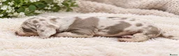 Miniature Dachshund dogs for sale: Happy and healthy miniature dachshund puppies  in Hull - Advert 3