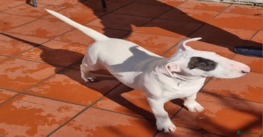 Bull Terrier dogs - Advert 15