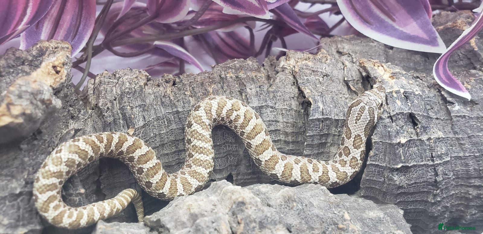 Snake reptiles Western Hognose Babies CB 26 Mixed £80ea - Advert 2
