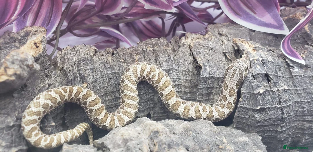 Snake reptiles for sale: Western Hognose Babies CB 26 Mixed £80ea - Advert 1