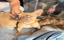French Bulldog dogs for sale: French bulldog girl Riri - Image 3