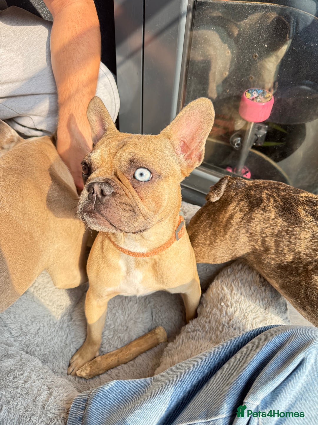 French Bulldog dogs for sale: French bulldog girl Riri - Image 3
