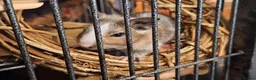 Degus rodents for sale: Bonded Trio Young Degu brothers  - Advert 4