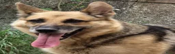 German Shepherd dogs for sale: German Shepherd Female 3.5 years old - Advert 2