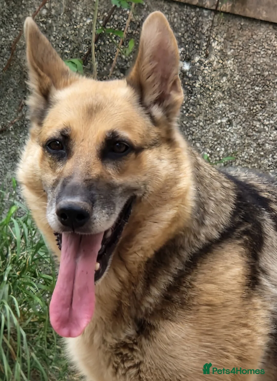 German Shepherd dogs for sale: German Shepherd Female 3.5 years old - Advert 2