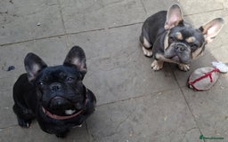 French Bulldog dogs for sale: Stunning kc reg French bulldog sisters  - Image 15