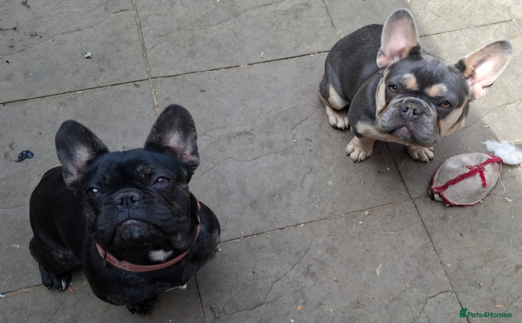 French Bulldog dogs - Advert 15