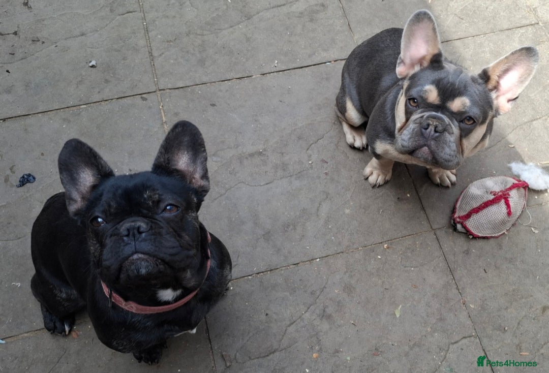 French Bulldog dogs for sale: Stunning kc reg French bulldog sisters  - Image 15