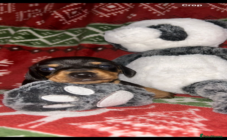 Miniature Dachshund dogs - Advert 1