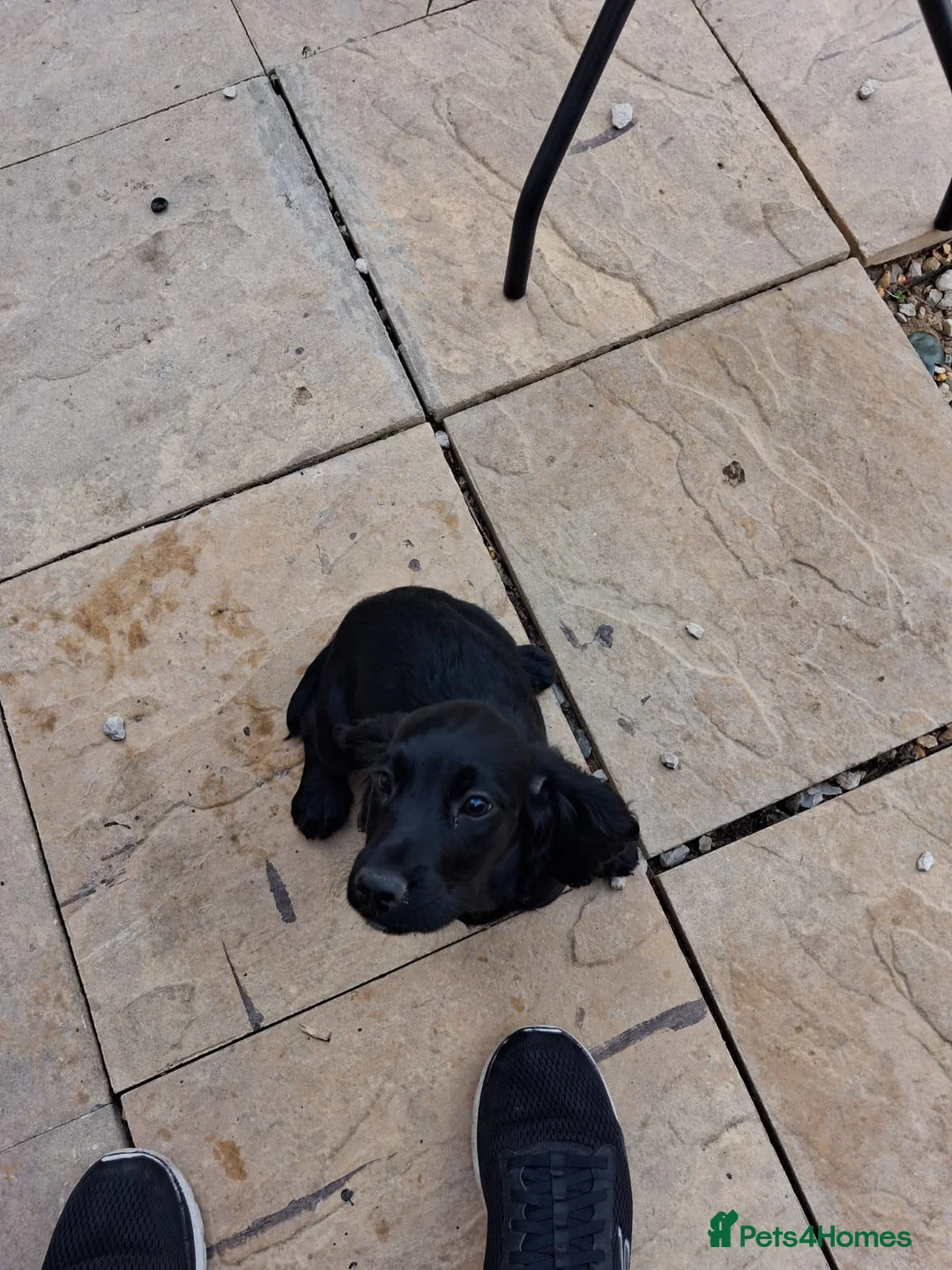 Cocker Spaniel dogs for sale: Nella - Advert 2