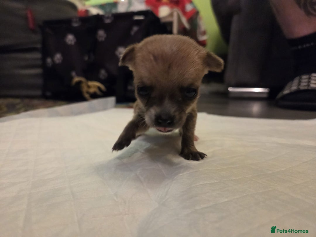 Mixed Breed dogs for sale: Jackchi - Advert 7