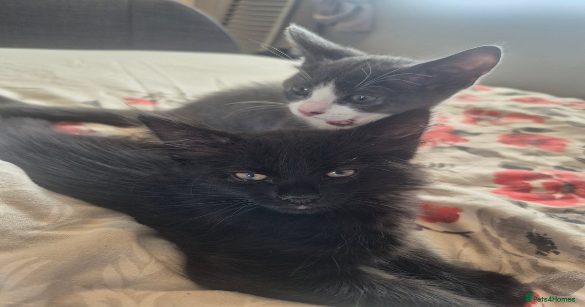Half ragdoll kittens for sale in Ashford | Pets4Homes