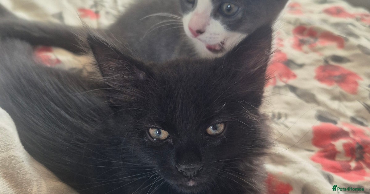 Half ragdoll kittens for sale in Ashford | Pets4Homes