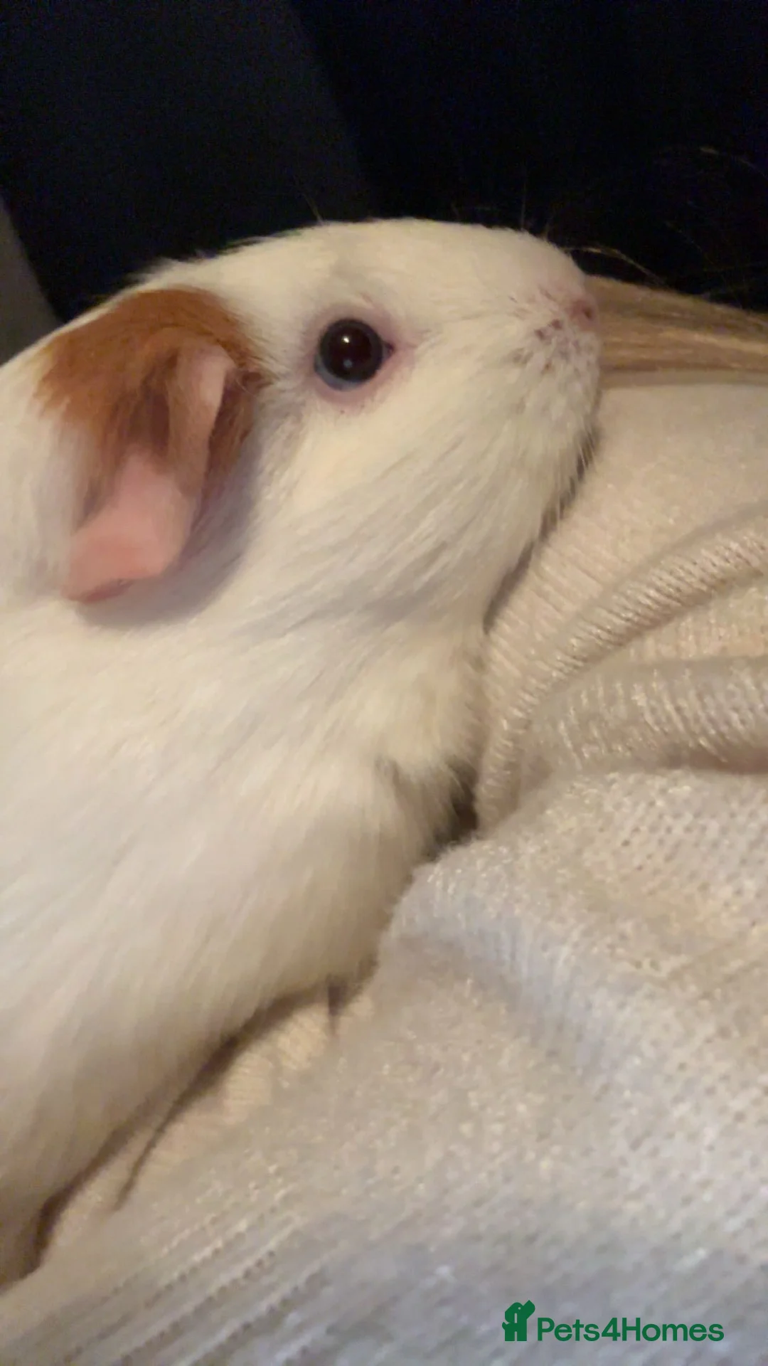 Guinea Pig rodents for sale: Three female guinea pigs  - Advert 4