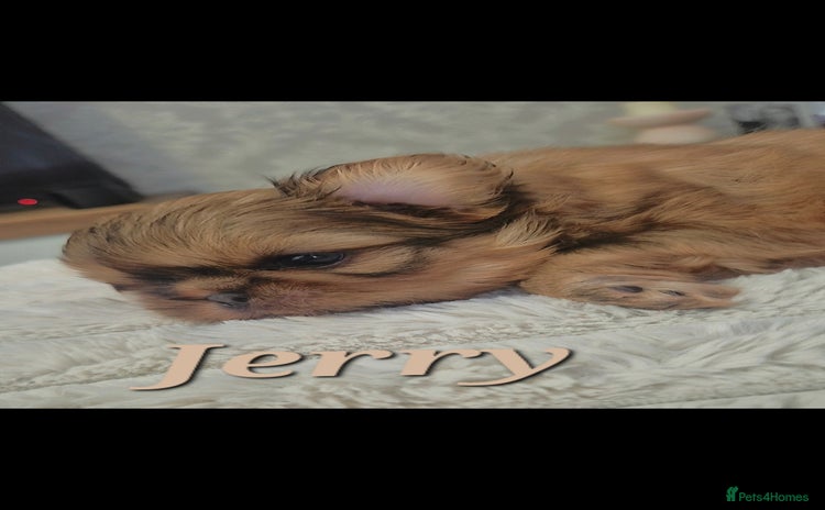 Shih Tzu dogs - Advert 3