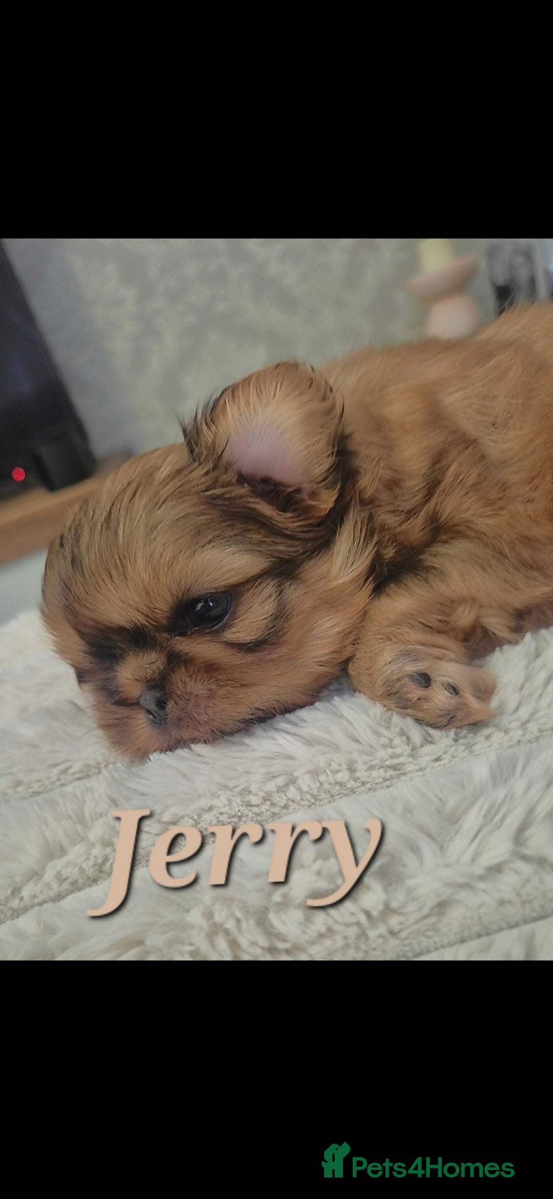 Shih Tzu dogs for sale: Imperial Shihtzu puppies - Image 1