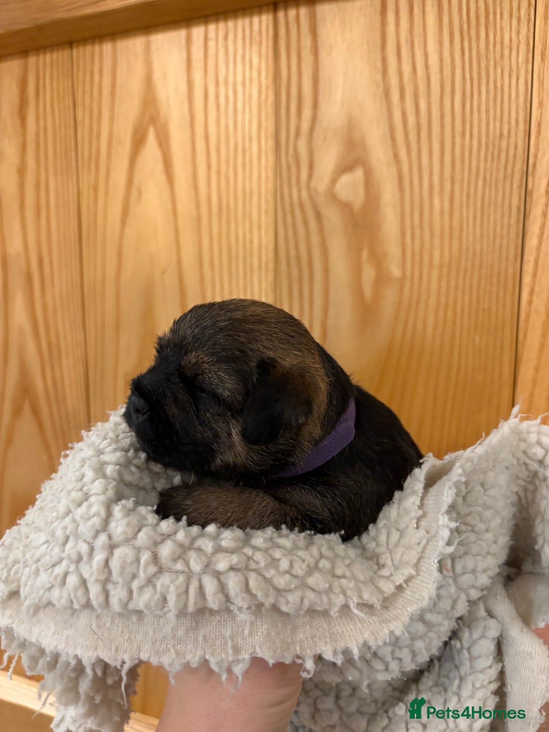 Border Terrier dogs for sale: Gorgeous Border Terrier Puppies looking for homes - Image 30