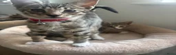 Mixed Breed cats for sale: 2 Half Bengal x Tabby kittens (Must go together.) - Advert 14