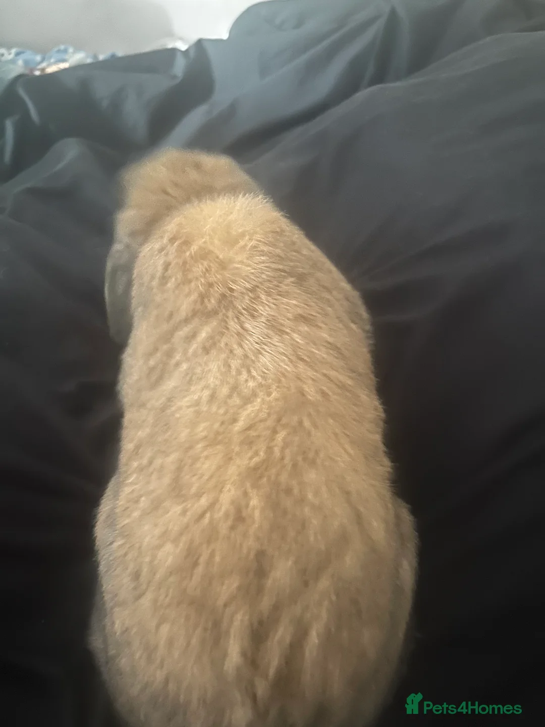 French Lop rabbits for sale: Male indoor lop rabbit ,not neutered ,lovely brown - Advert 6