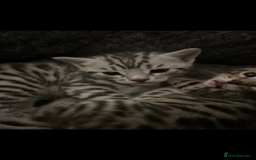 Bengal cats for sale: One Bengal male Remaining - Advert 4