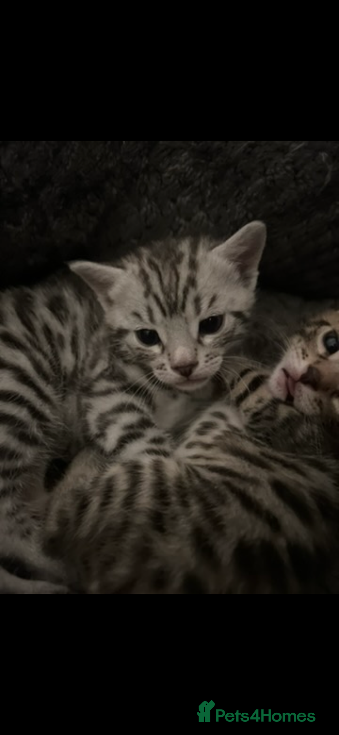 Bengal cats for sale: One Bengal male Remaining - Advert 4