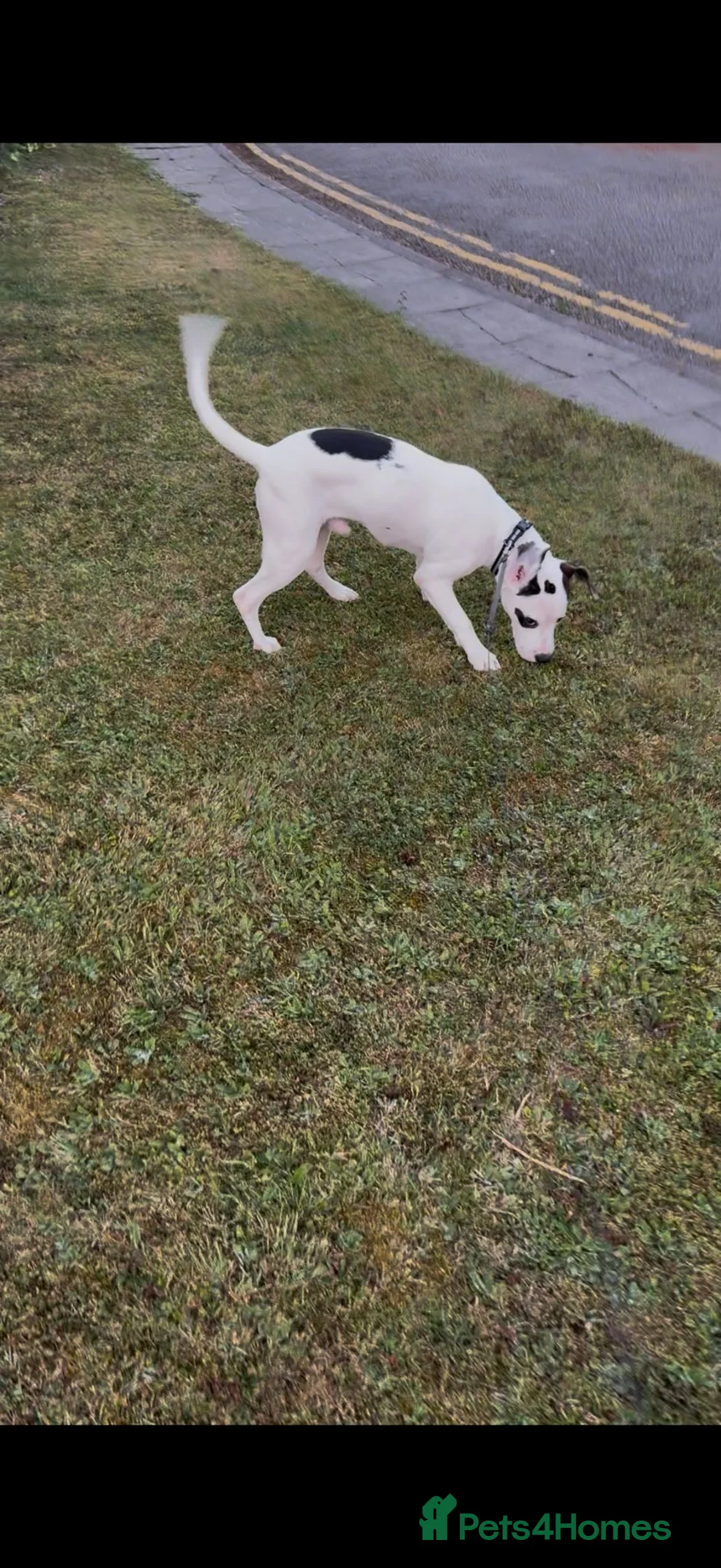 Mixed Breed dogs for sale: Charley  - Advert 4