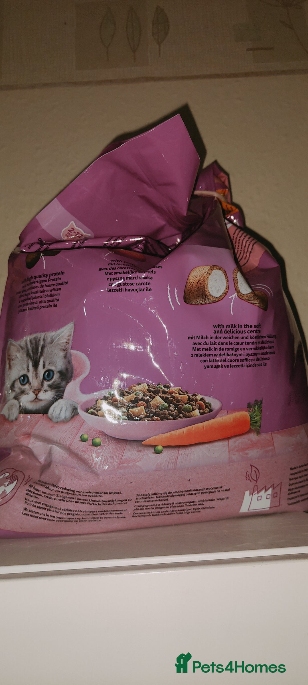 Ragdoll cats for sale: Ragdoll mix bred - Advert 9