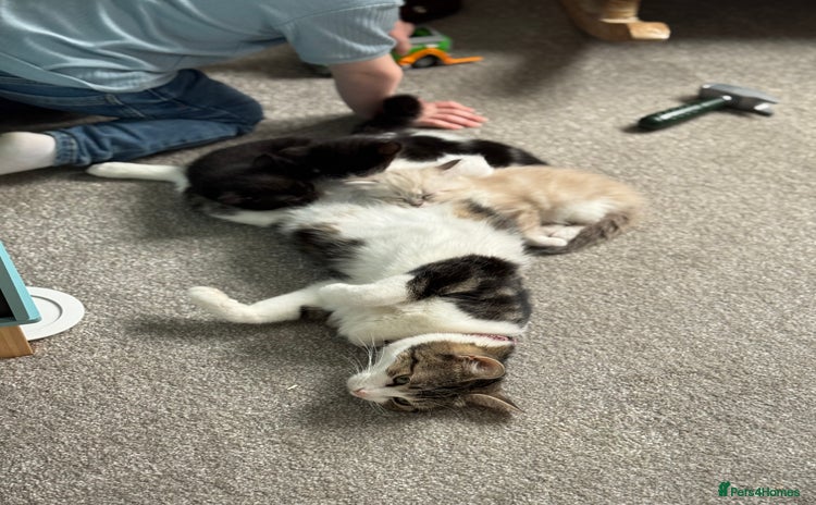 Mixed Breed cats - Advert 13