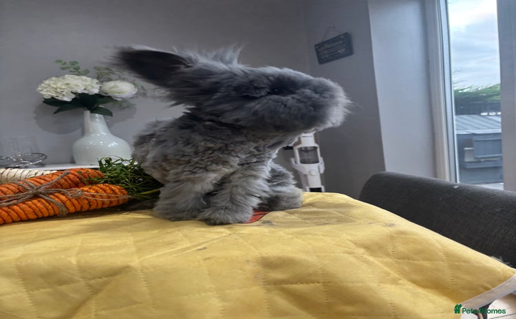 Angora rabbits - Advert 3