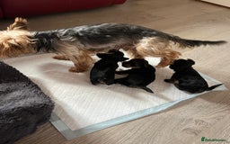 Yorkshire Terrier dogs for sale: Beautiful miniature Yorkie Biewer terriers - Image 11