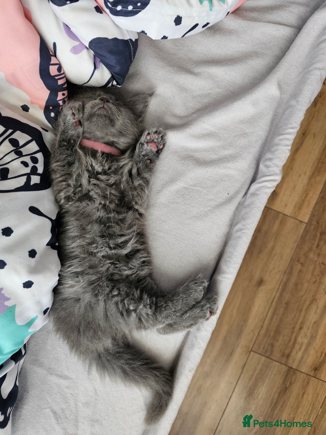 Maine Coon cats for sale: Blue Maine Coon kittens  - Advert 18