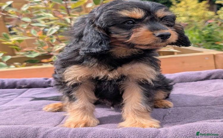 Cavapoo dogs - Advert 16