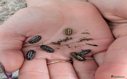 Isopods invertebrates for sale: inverts  - Image 10