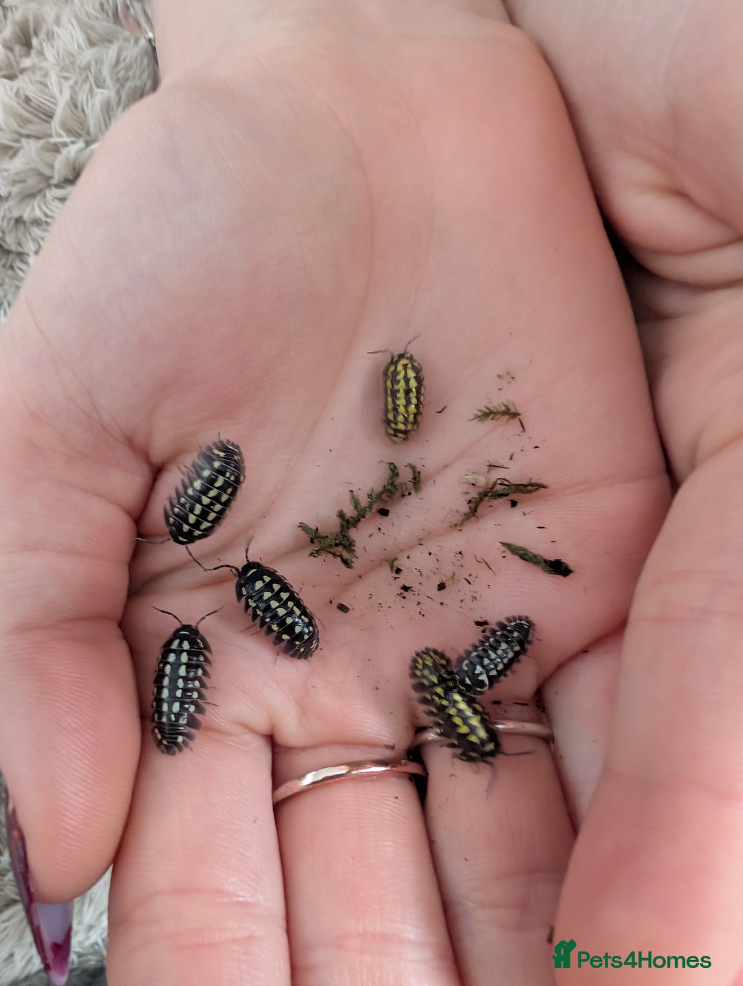 Isopods invertebrates for sale: inverts  - Image 10