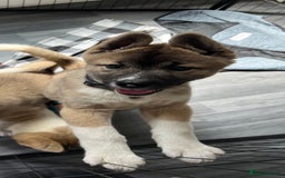 Akita dogs for sale: Ready Now! American Akita Puppies in Liverpool - Image 3