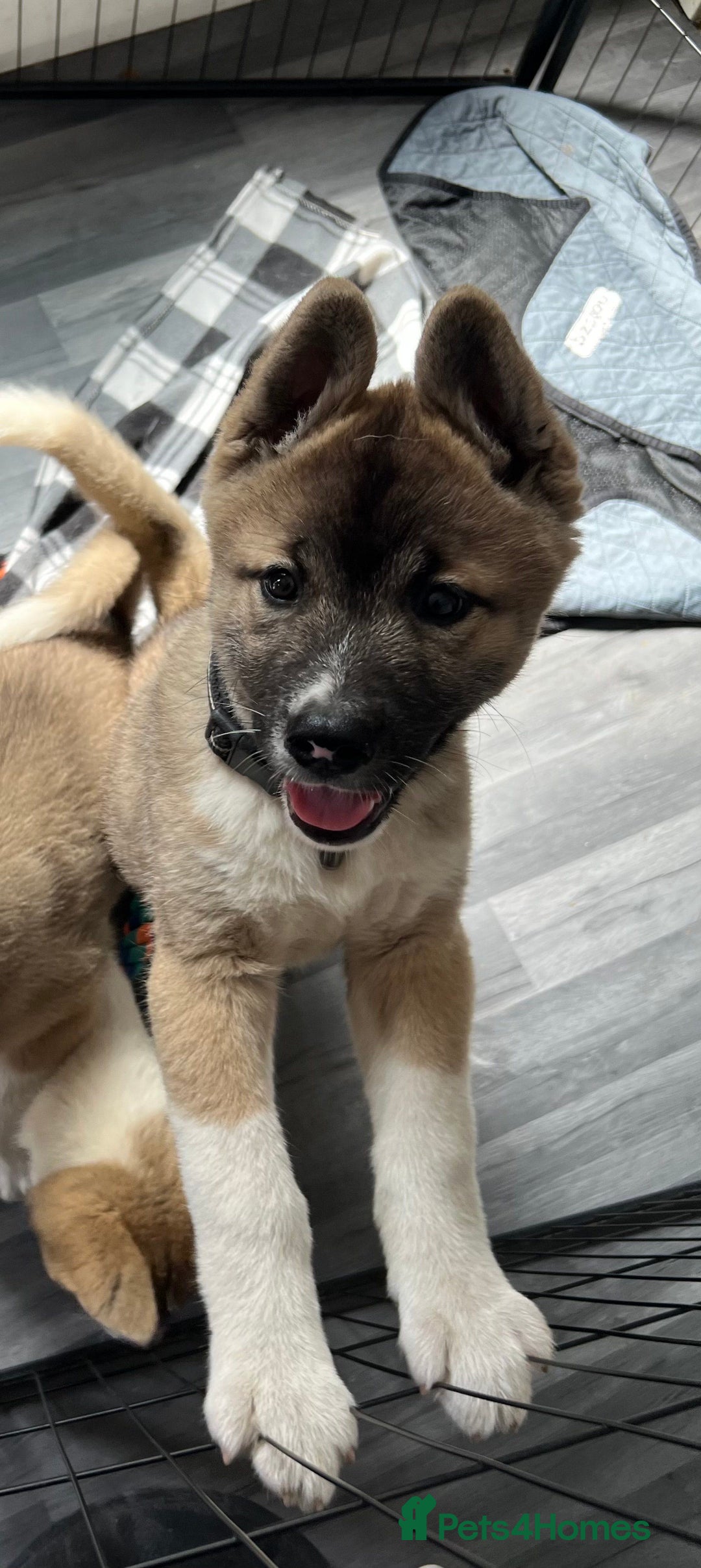Akita dogs for sale: Ready Now! American Akita Puppies in Liverpool - Image 3