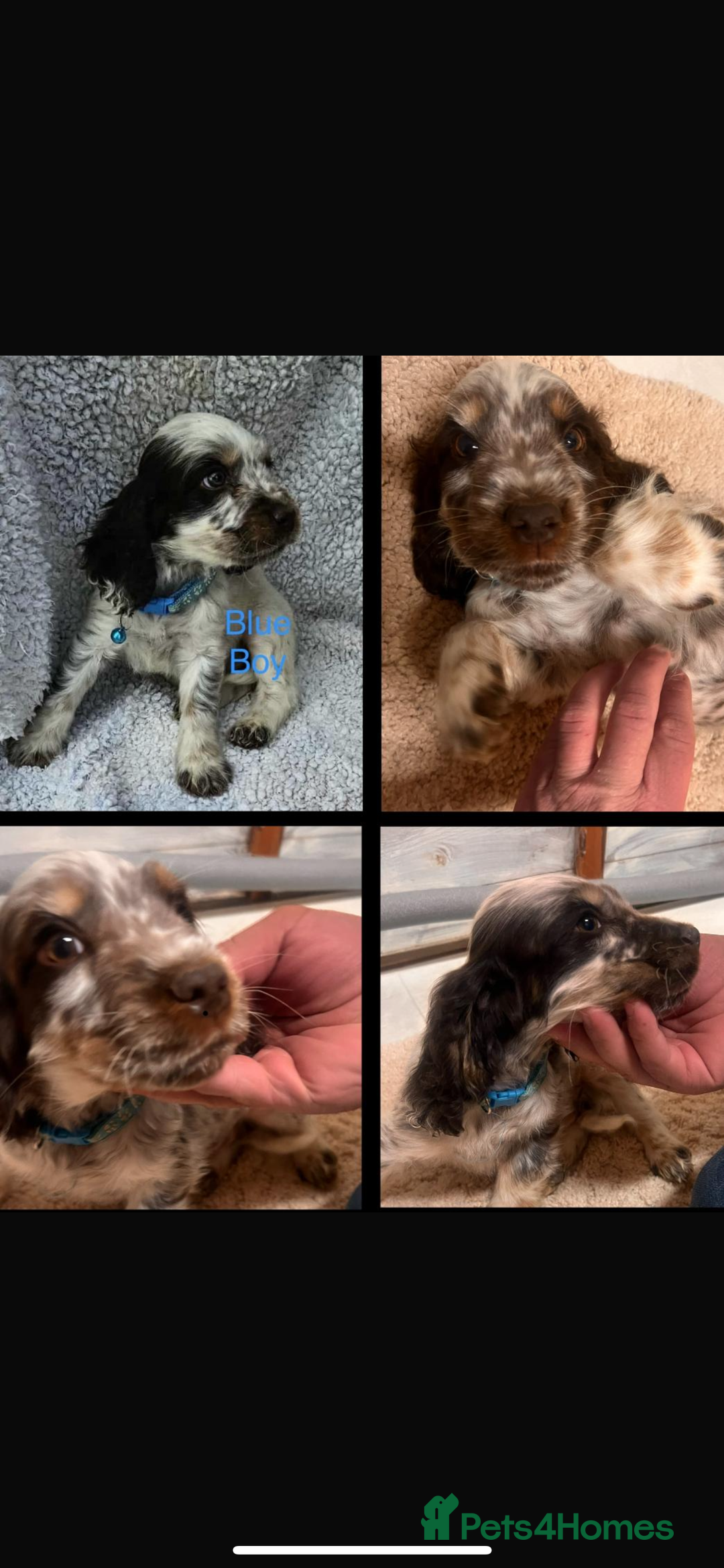 Cocker Spaniel dogs for sale: Show type cocker spaniel - Image 1