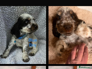Cocker Spaniel dogs - Advert 11