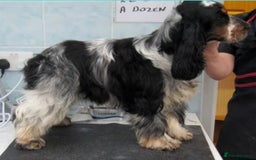 Cocker Spaniel dogs for sale: KC Registered Show Type Cocker Spaniel Puppies - Image 6