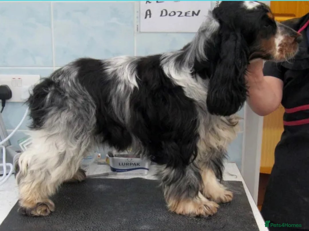 Cocker Spaniel dogs for sale: KC Registered Show Type Cocker Spaniel Puppies - Image 6