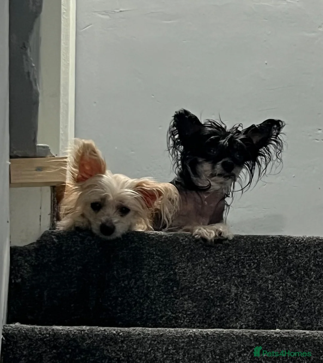 Chinese Crested dogs for sale: Chinese crested sisters in Rotherham - Advert 1